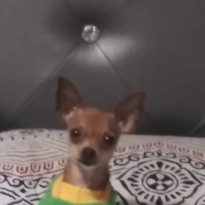 Meet your Posher, Bernardo